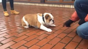 Дрессировка Английского бульдога. Воспитание и послушание.