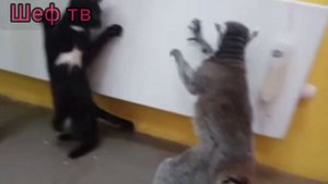 Смешные видео приколы и смех 😆 😅 🤣 кенгуру  и кошка дерётся