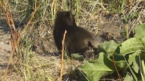 ЕНОТОВИДНАЯ СОБАКА (лат. Nyctereutes procyonoides) И ЕЁ ЩЕНКИ