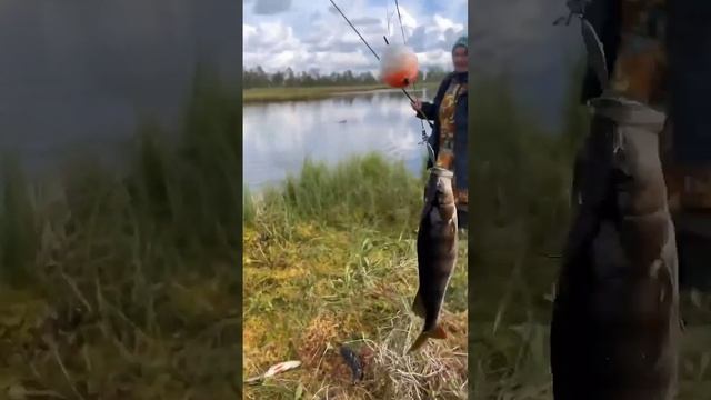 Бабушка наловила много рыбы и всех накормила