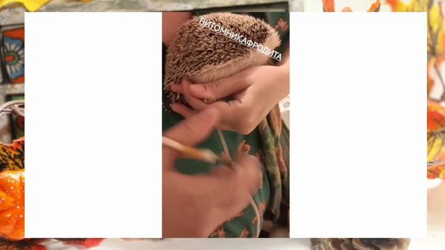 как подстричь когти ёжику?