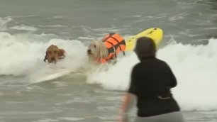 Соревнования по собачьему серфингу прошли на пляже в Калифорнии