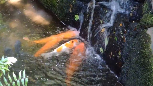 Nikon COOLPIX P310 Test Movie 動画テスト смотреть онлайн