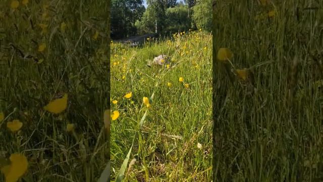 A dog #short #dachshund смотреть онлайн