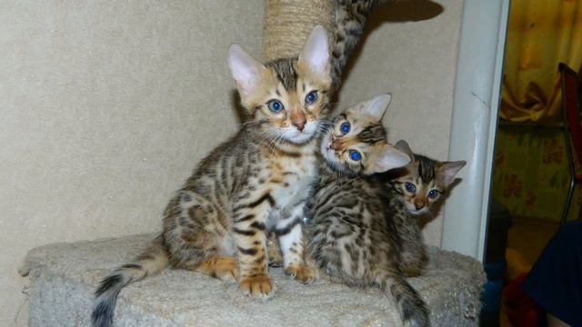 Продаются бенгальские котята смотреть онлайн