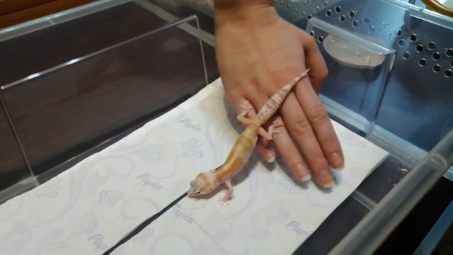 КАК ПРИРУЧИТЬ ЭУБЛЕФАРА ??? / БЕРЕМ НА РУКИ ВЗРОСЛУЮ И МАЛЕНЬКУЮ РЕПТИЛИЮ смотреть онлайн