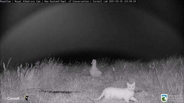 Live Royal Albatross. New Zealand - Королевский альбатрос.
