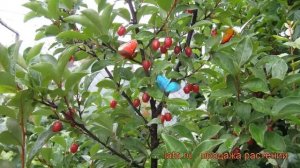 Гуми многоцветковая ? многоцветковая гуми обзор: как сажать, саженцы гумей