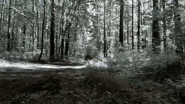 Пение птиц. Успокаивающие звуки природы. смотреть онлайн