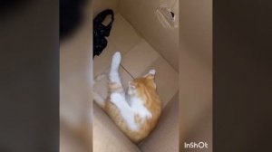 ?Бедного кота зажего? кусают блохи??