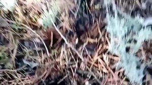 Грибная охота 2022: собираем зеленушки