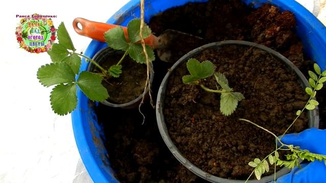 Как сохранить живыми саженцы садовых растений до весны?