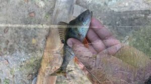 Рыбалка Ипуть Окунь Краснопёрка