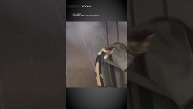 Самый милый пассажир московского метро попал на видео / РЕН