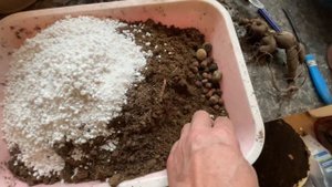 Фикус Бенджамина на фитильном поливе. Пересадка.