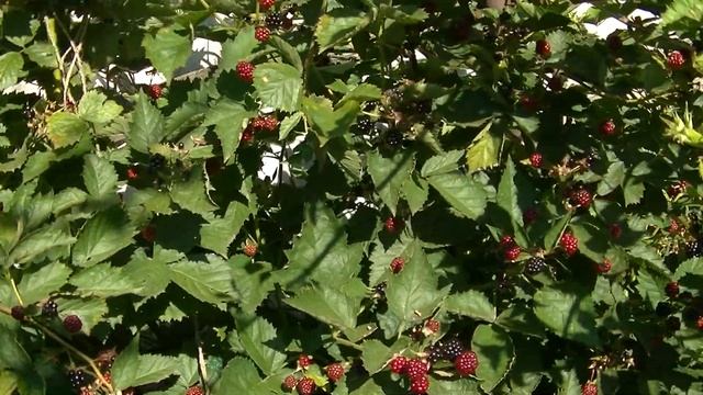 Сорт ежевики Лох Тей смотреть онлайн