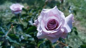 NEW WAVE ROSE plant by Kikuo Teranishi 2000 Japan バラ ニューウェーブ 伊丹バラ農園