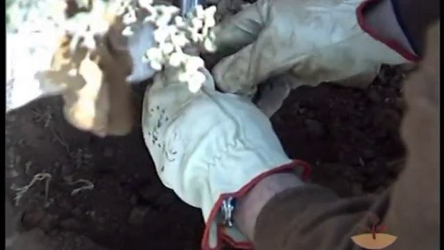 TRUFAS MANJARES DE LA TIERRA DVD.mpg смотреть онлайн