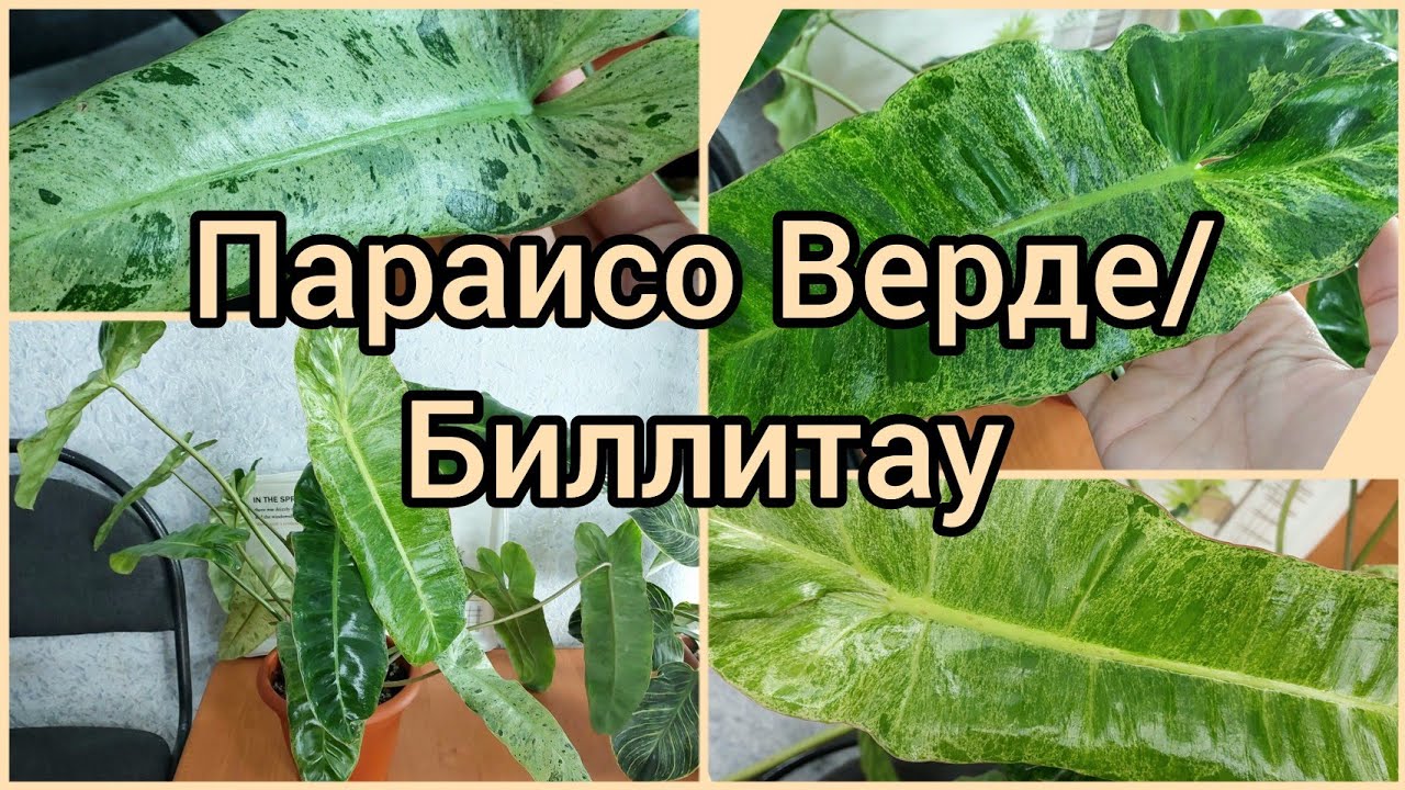 Параисо Верде/Биллитау восстанавливает окрас летом?☀️Результат? #филодендрон #цветы #растения