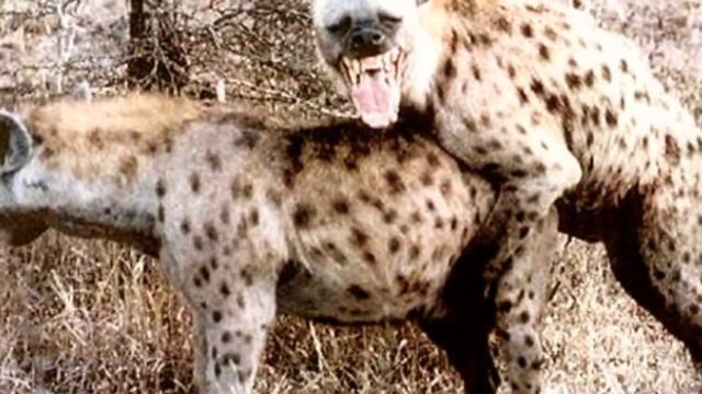 удивительные размножения животных