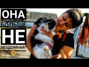 Как пристраивали бездомную кошкуЕсть ли жизнь после того, как ты стал не нужным?!