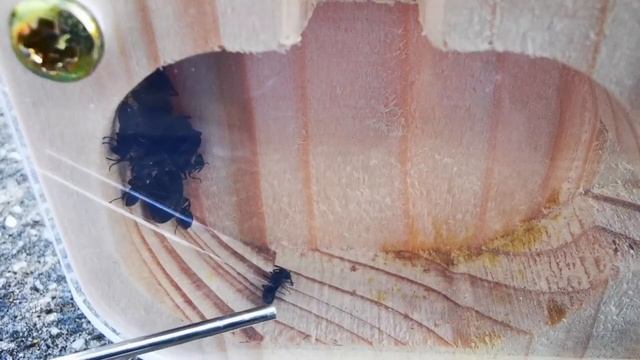 Ant Hibernation 2022 - Did our Pet Ants survive Winter? смотреть онлайн