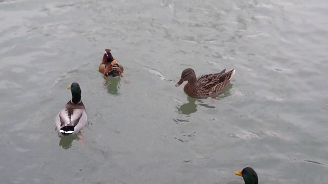 Утка Мандаринка в краснодарском озере смотреть онлайн