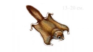 Красная книга Архангельской области. Млекопитающие.