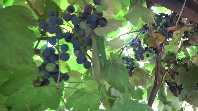 Изабелла, виноград на Кубани. Ароматный, вкусный, урожайный и не прихотливый и  самый популярный.