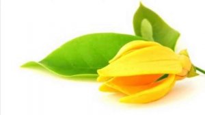 ИЛАНГ - ИЛАНГ