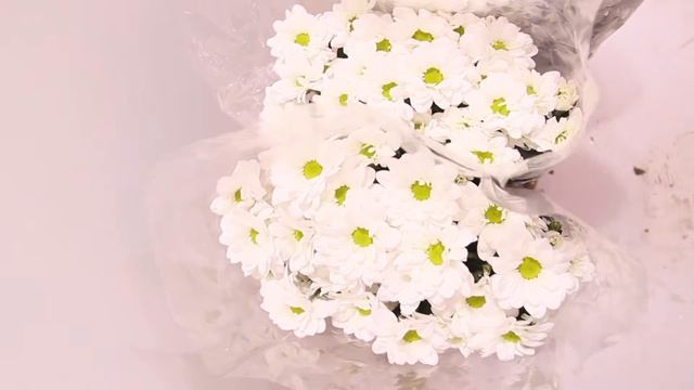 Хризантема бакарди ОПТ смотреть онлайн