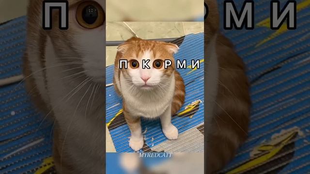 Что можно прочитать в глазах кошки? #shorts #cats  #cat  #котики #коты #кот #catlover #юмор #animal