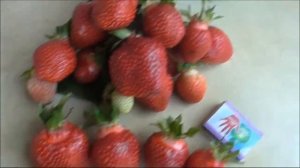 ТЕА!  Красавица ТЕА.... Одна из самых красивых и крупноплодных  клубничных новинок сезона 2019 г.