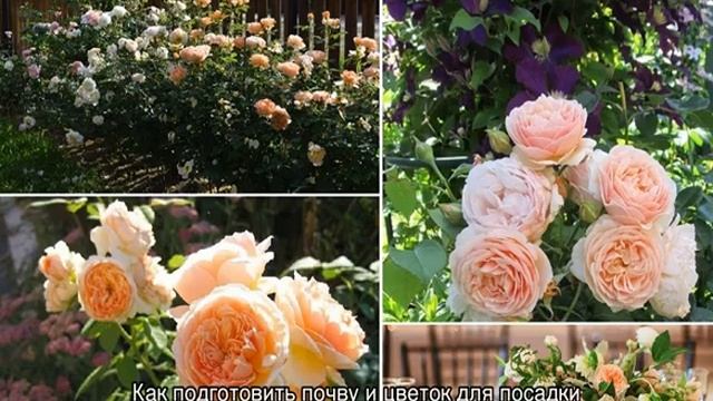 Роза джульетта фото и описание отзывы