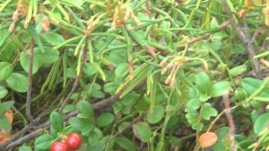 Рыбалка в Карелии. Сегозеро. Ловля щуки и форели