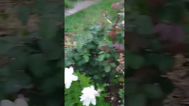 Пионы отцветают, зацветают розы 🌹 👍 смотреть онлайн