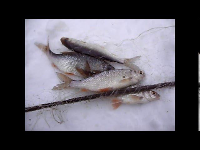 100кг рыбы за 2 часа.Рыбалка в Хмао.Косынки Хмао(Внимание присутствует не цензурная лексика). смотреть онлайн