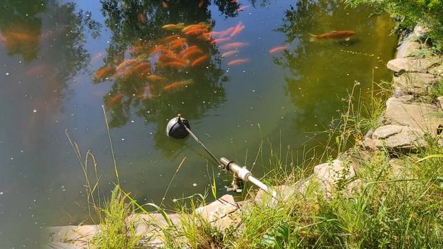 Красные караси и карпы кои в дачном пруду. смотреть онлайн