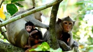 Hug By Scare !! Mummy monkey best take care her baby monkey newborn all time