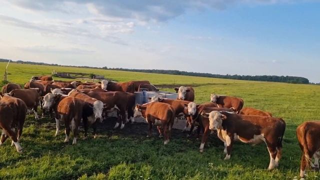 Герефордские Бычки. Плем бычки отдыхают на Пастбище.