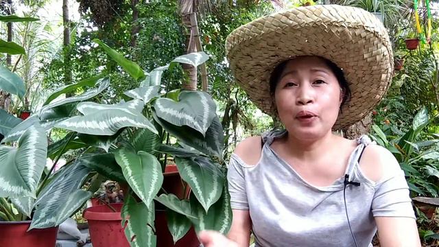 3 Months Update of Schismatoglottis Wallichii + Care Tips + Secret to Bushy and Big Leaves смотреть онлайн