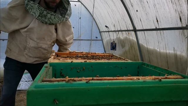 ???сверхранний облет в теплице/ слабонервным не смотреть смотреть онлайн