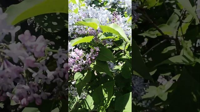 Голубая сирень смотреть онлайн