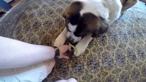 Trimming A Saint Bernard Dog Nails Using Guillotine Cutter & A Flashlight - How To