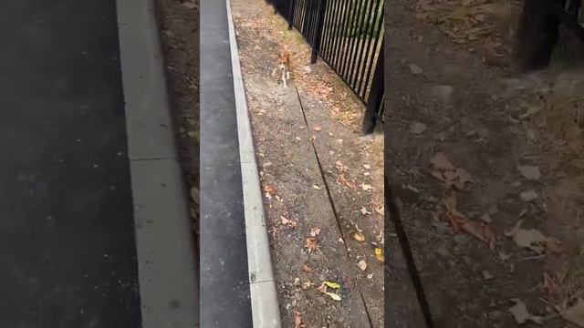 Басенджи Смарт. Я не трус, но я боюсь. смотреть онлайн