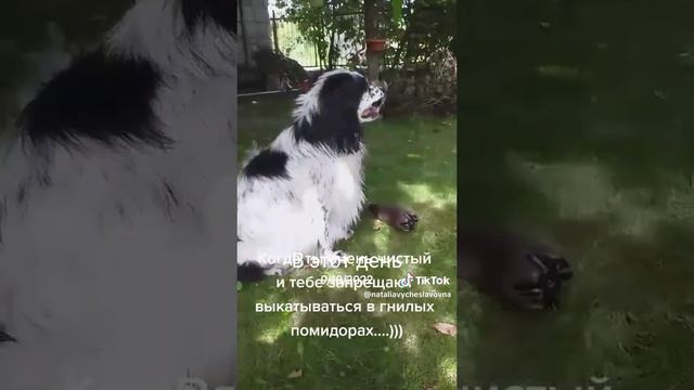 Как кошка с собакой... Это про них...))) #como #like смотреть онлайн