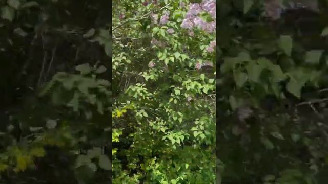 Common lilac. Picking times Aug15-Sept15. смотреть онлайн