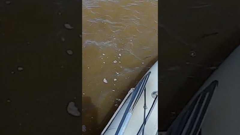 Дразнит  #рыбалка #fishing #яспиннингист