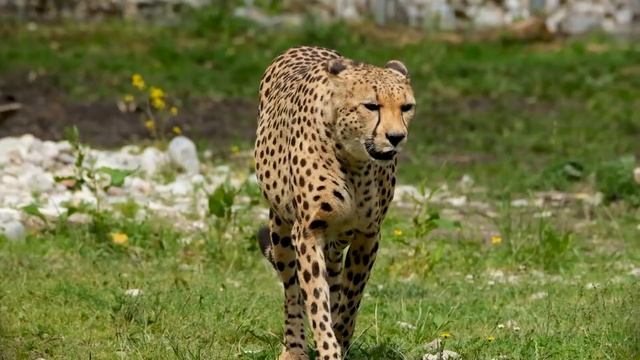 Щенка лабрадора положили в клетку к гепарду, чтобы помощь ему выжить смотреть онлайн