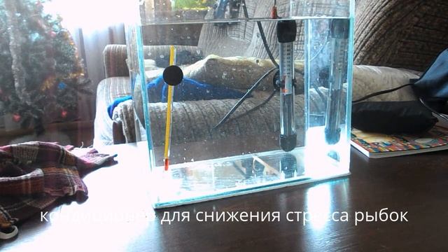 Карантин для аквариумных рыбок смотреть онлайн